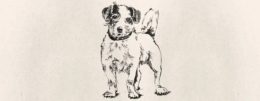 Blendivet Hund