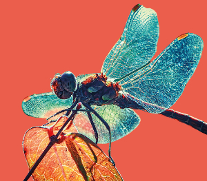 Insekten