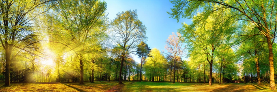 Gorgeous Panoramic Spring Scenery With The Sun Beautifully Illuminating The Fresh Green Foliage