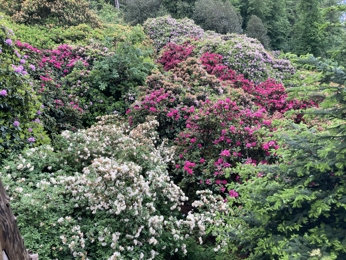 Rhodo Grove