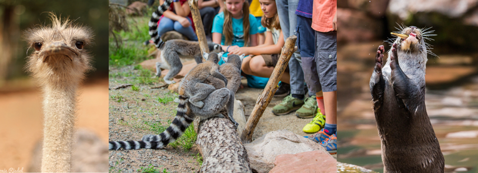 Zoo Kaiserslautern